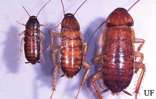 american cockroach