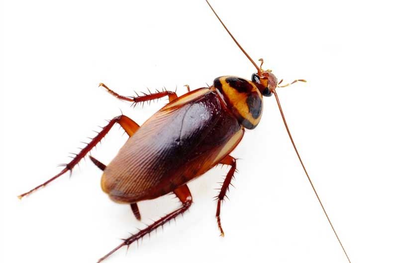 brown banded cockroach