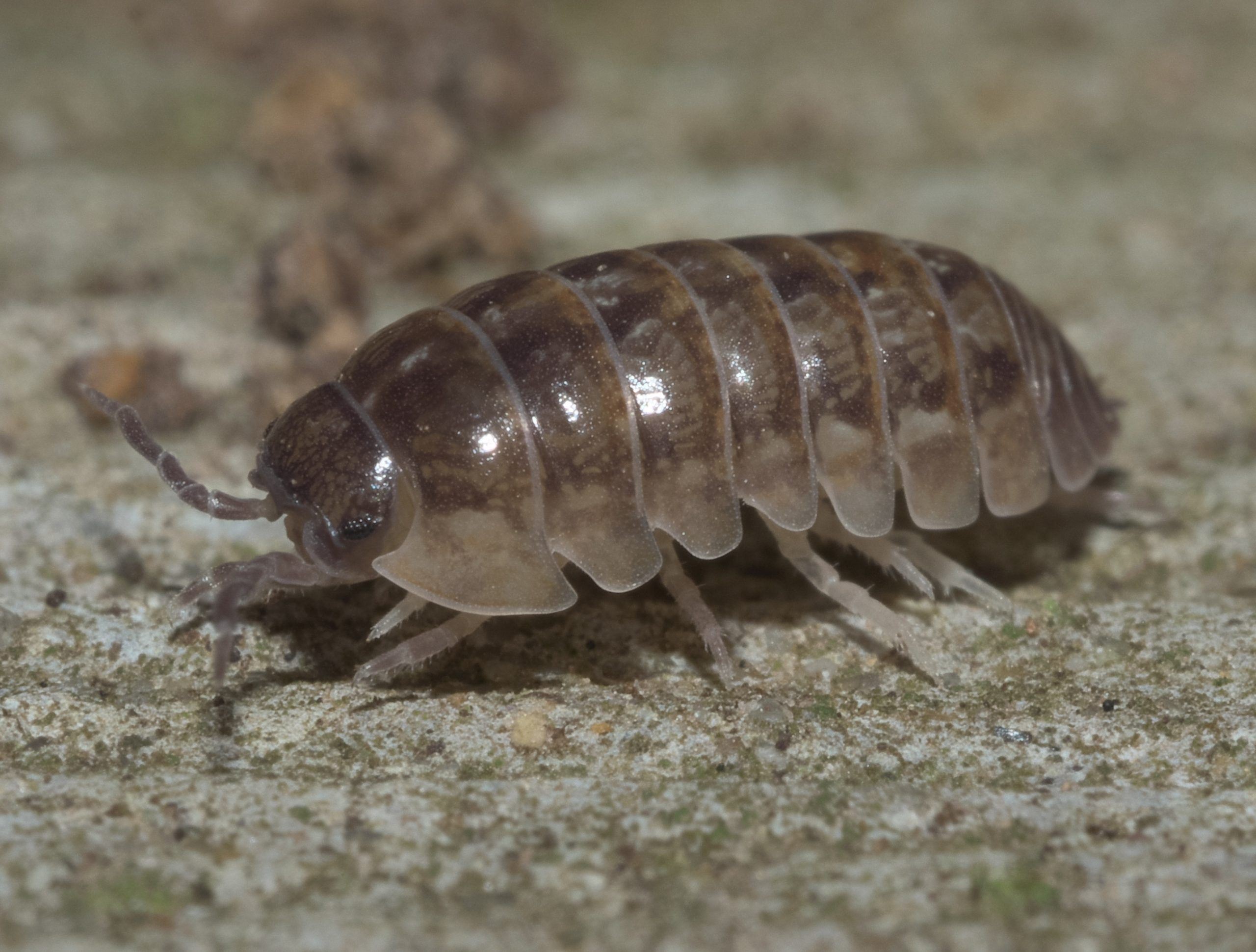 pill bug