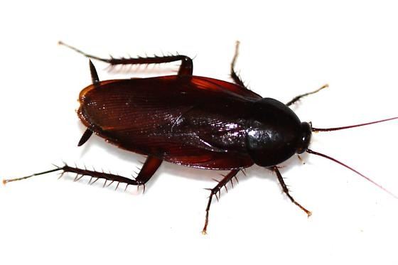 smoke brown cockroach