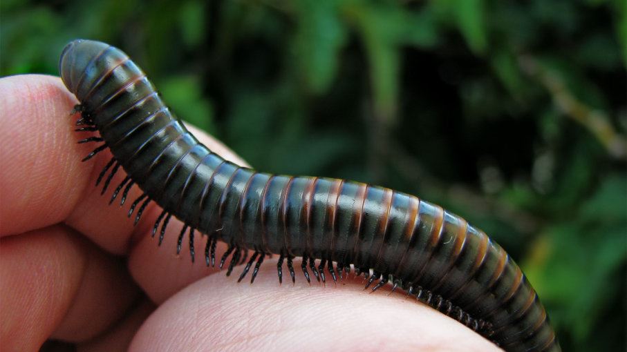 Millipedes