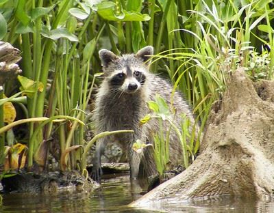 Raccoon