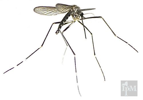 A tiger mosquito