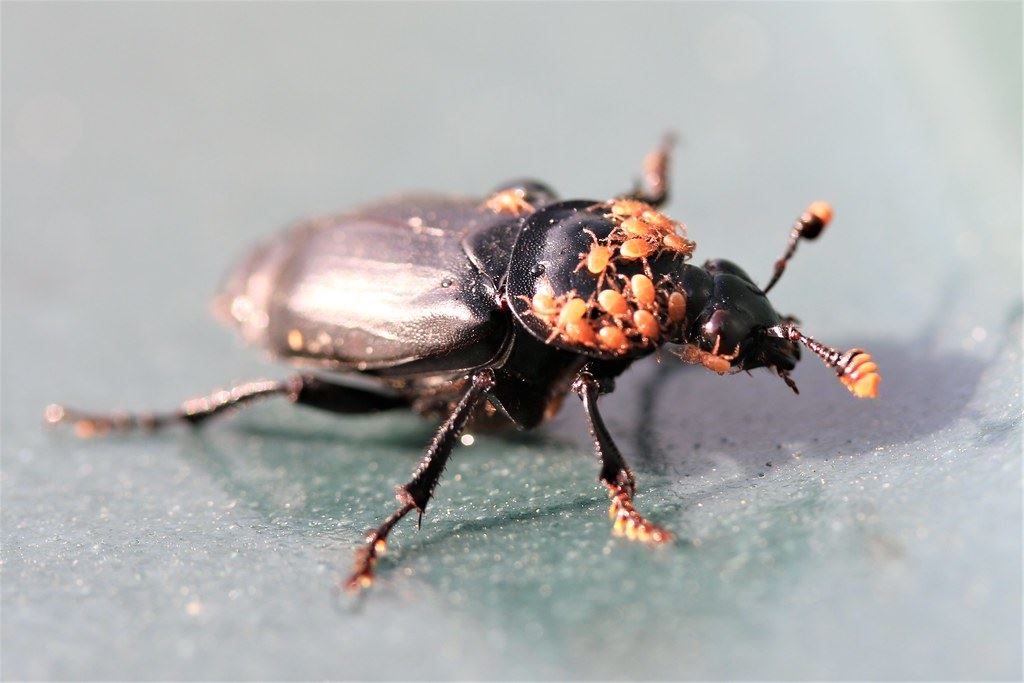 A beetle pest with babies on its back