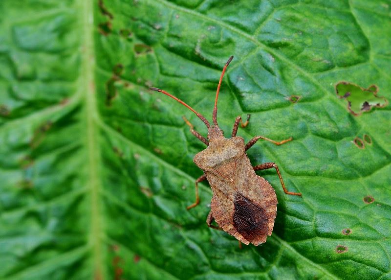 Insect crawling on a plant