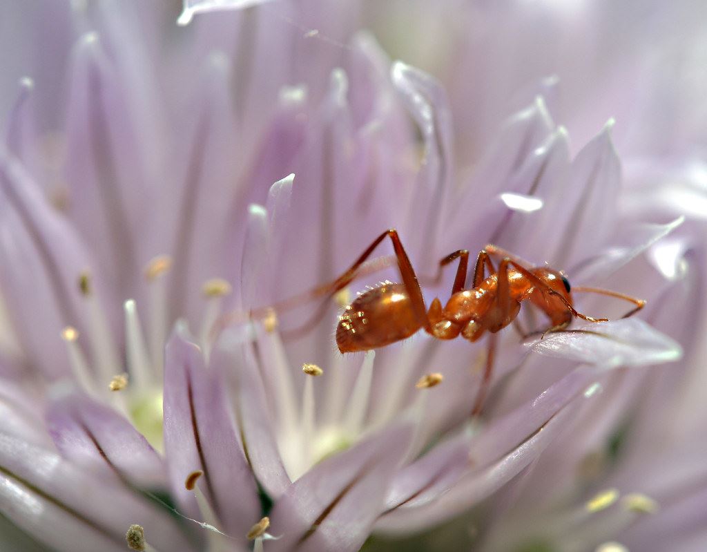 A red ant on a flower