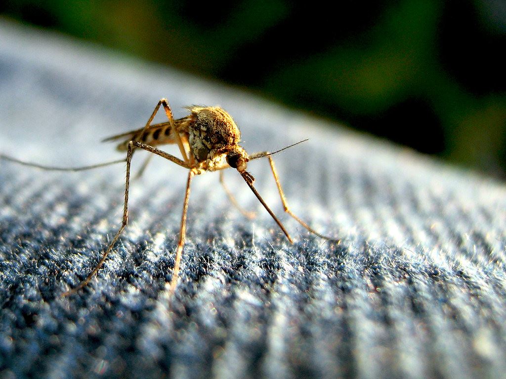 A yellow fever mosquito