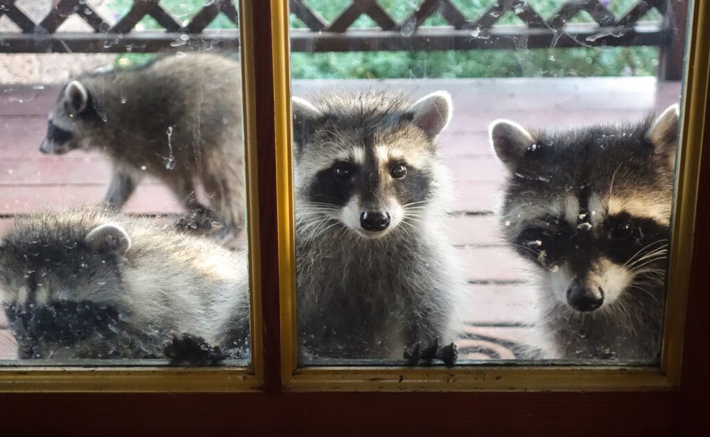 Raccoons