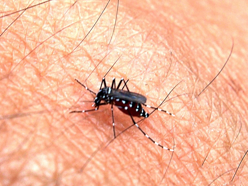 A striped mosquito biting someone