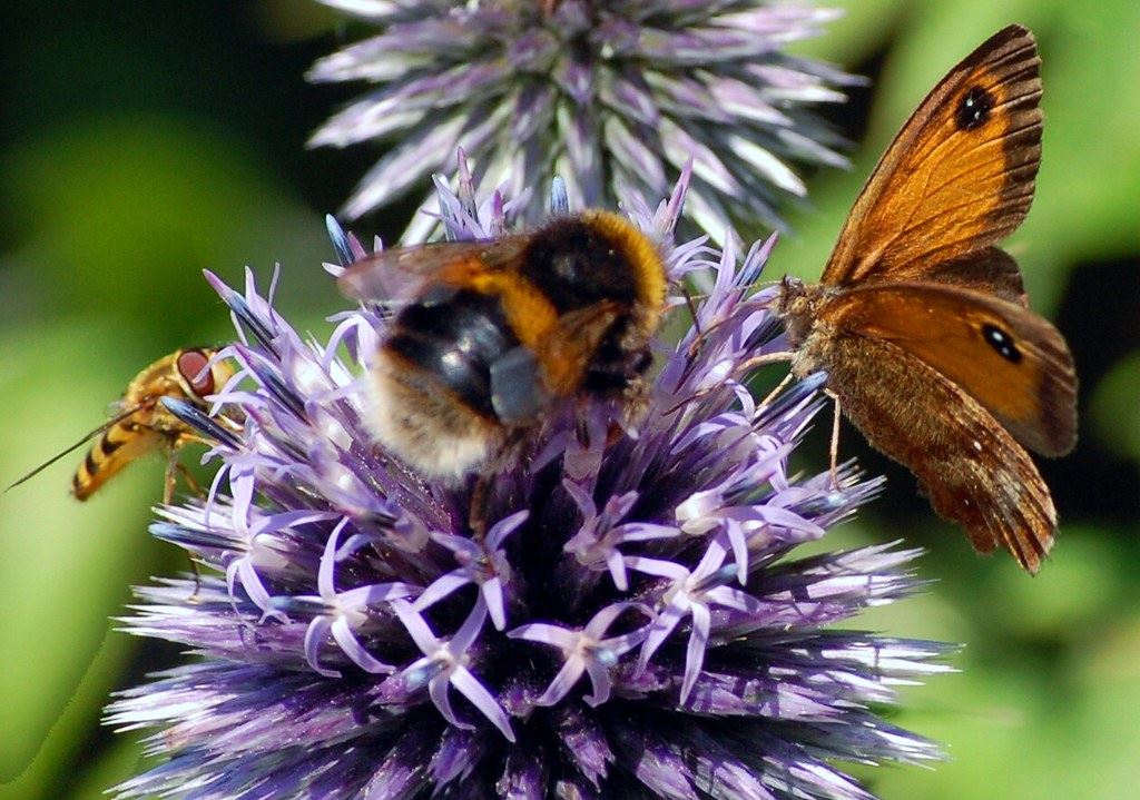 Bees and a butterfly on a flower