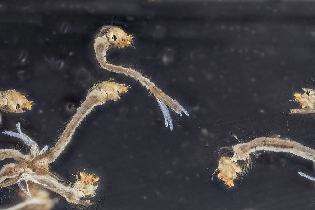 Mosquito larvae swimming in water