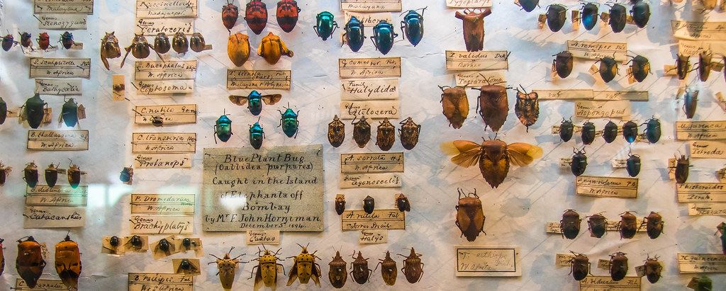 Species of insects pinned to a board