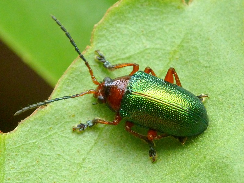 A green beetle on a green leaf